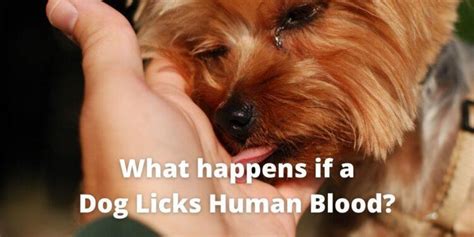 What happens if a dog licks human blood?