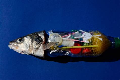 What happens if a fish eats a soft plastic?