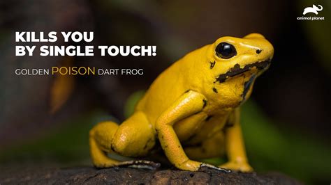 What happens if a frog touches you?