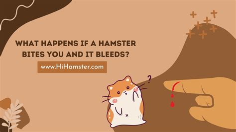 What happens if a hamster bites you?