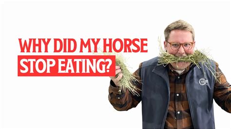 What happens if a horse stops eating?