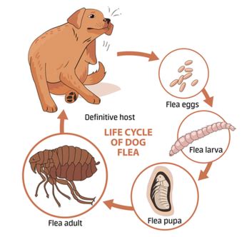 What happens if a human accidentally eats a flea?