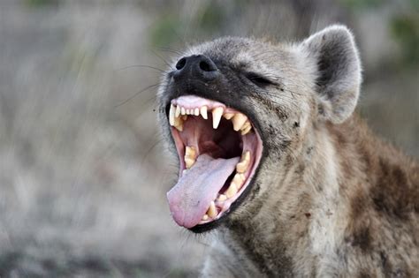 What happens if a hyena bite you?
