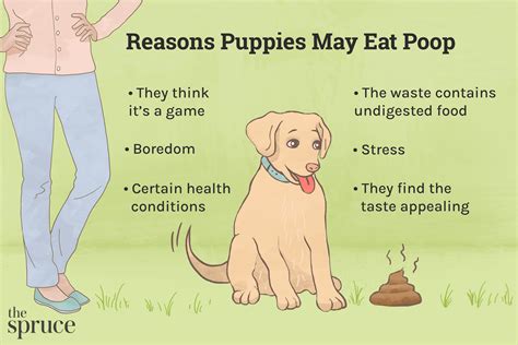 What happens if a puppy doesn't poop before bed?