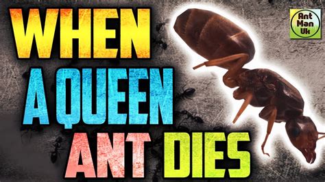 What happens if a queen ant dies?