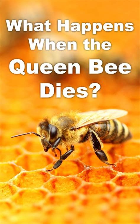What happens if a queen bee dies?