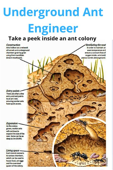 What happens if an ant is away from its colony?