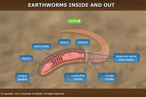 What happens if an earthworm is submerged in water for 2 hours?