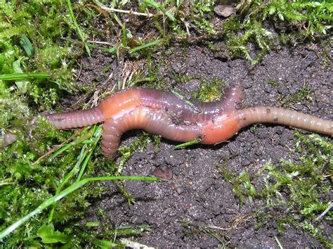 What happens if an earthworm stays in water for too long?
