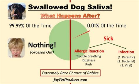 What happens if dog saliva gets in your mouth?