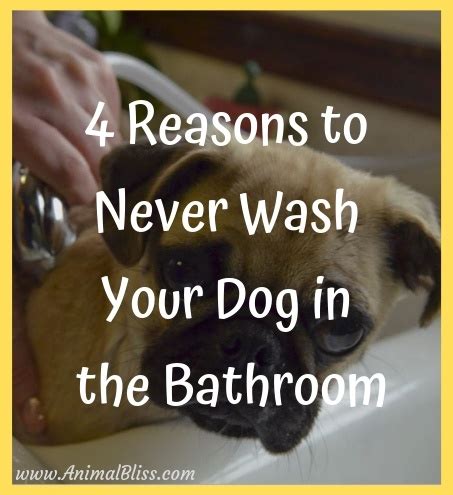 What happens if dogs don't shower?