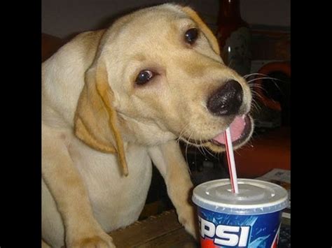 What happens if dogs lick Coke?