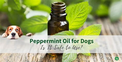 What happens if dogs lick peppermint oil?