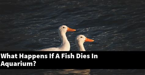 What happens if fish dies in home?