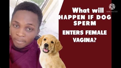 What happens if human sperm gets in a dog?