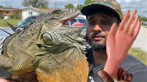 What happens if iguana bites you?