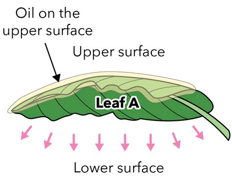 What happens if leaves are coated with oil?