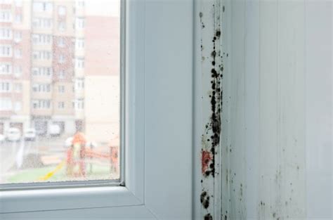 What happens if mold is left untreated?