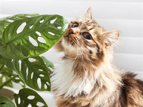 What happens if my cat licks a toxic plant?