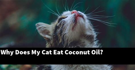 What happens if my cat licks coconut oil?