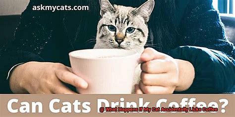 What happens if my cat licks coffee?