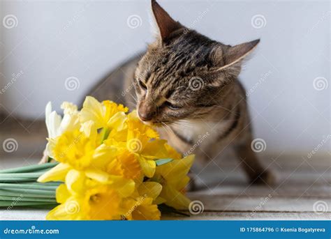What happens if my cat sniffs a daffodil?