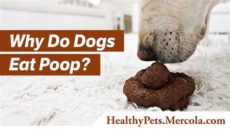 What happens if my dog eats a little bit of baking soda?