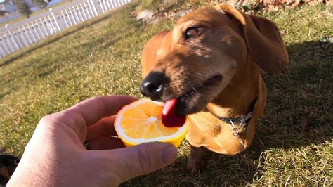 What happens if my dog licks a lemon?
