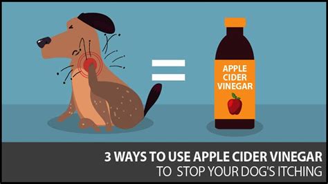 What happens if my dog licks vinegar?