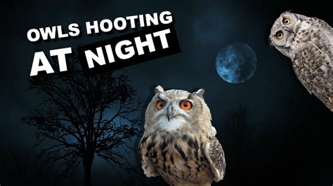 What happens if owl sounds at night?