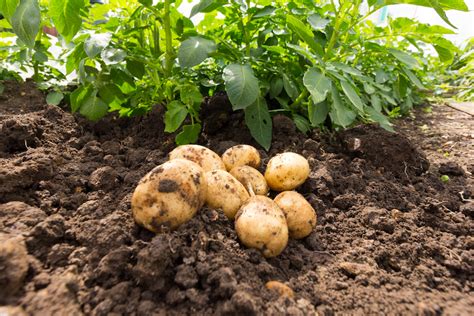 What happens if potatoes are left in the ground?