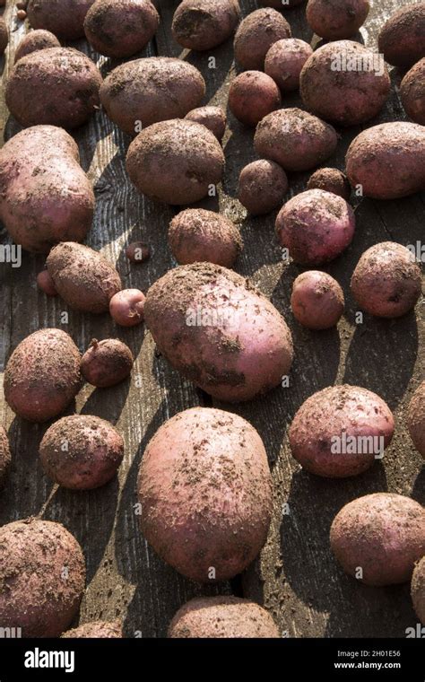 What happens if potatoes are left in the sun?