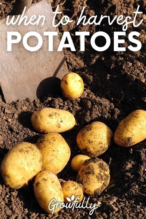 What happens if potatoes get too much rain?