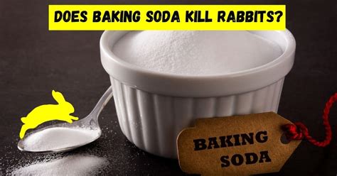 What happens if rabbits eat baking soda?