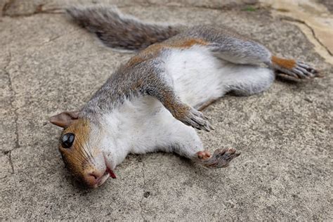 What happens if squirrel dies at home?