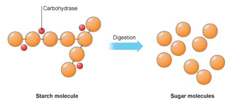 What happens if starch is not broken down?