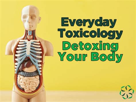 What happens if toxins are not removed from the body?