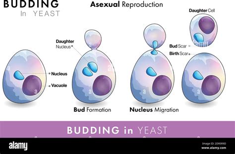 What happens if yeast is exposed to oxygen?