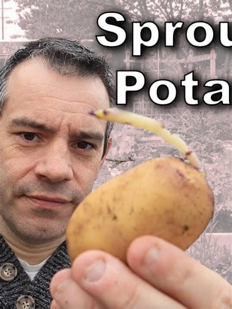 What happens if you accidentally eat a potato sprout?