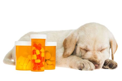 What happens if you accidentally give your dog too much medicine?
