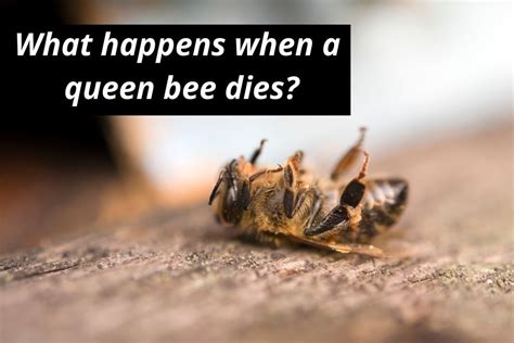 What happens if you accidentally kill the Queen Bee?