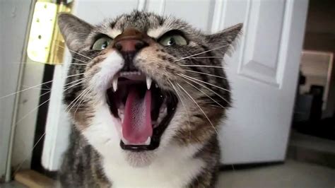 What happens if you anger a cat?