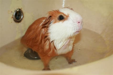 What happens if you bathe a guinea pig too much?