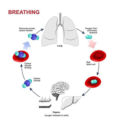 What happens if you breathe 50 percent oxygen?