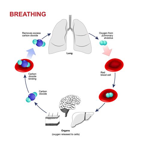 What happens if you breathe 80% oxygen?