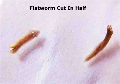 What happens if you cut a flatworm in half?