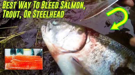 What happens if you don't bleed salmon?