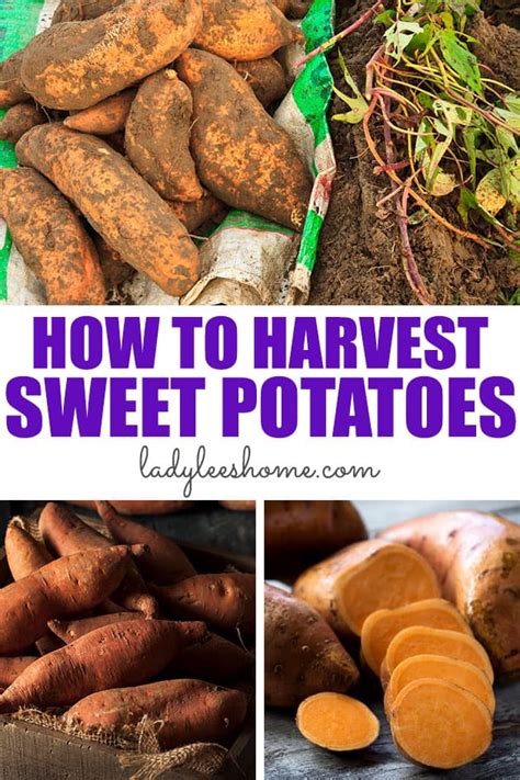 What happens if you don't cure sweet potatoes?