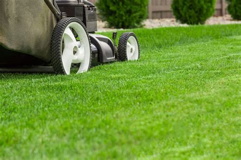 What happens if you don't cut long grass?