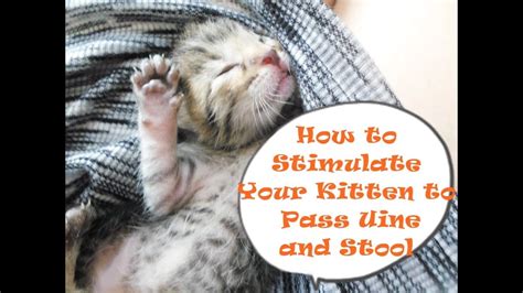 What happens if you don't stimulate a kitten?